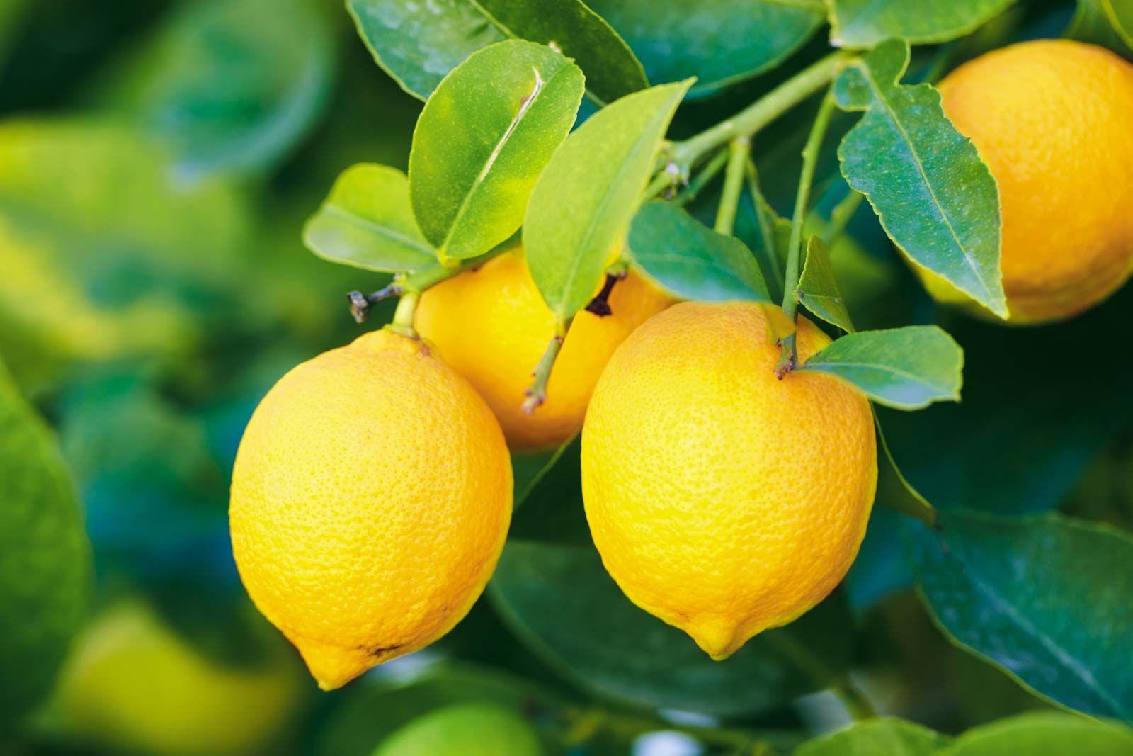 Lemon's Acidity: A Natural Disinfectant and⁢ Deodorizer